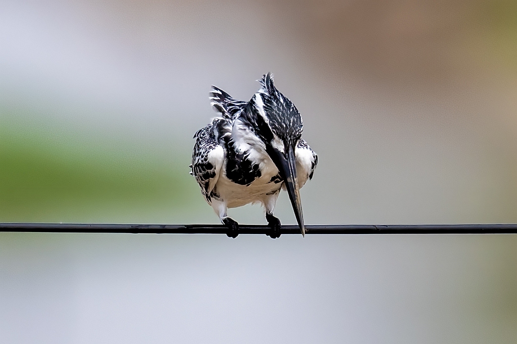 Pied Kingfisher